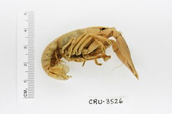 Media type: image;   Invertebrate Zoology CRU-3526 Description: Preserved specimen.;